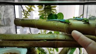 Phelsuma Klemmeri or Neon Day Geckos [upl. by Columbus]