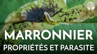 Marronnier propriétés et parasites [upl. by Neela]