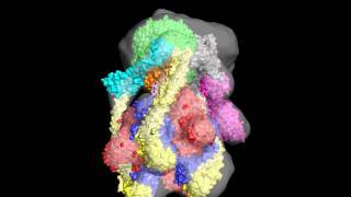 VATPase subunits fitted new model [upl. by Doherty]