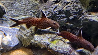 Synodontis Petricola Catfish [upl. by Neerak]