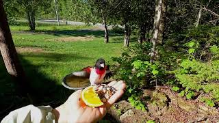 Rose Breasted Grosbeak June012020 [upl. by Arihsan]