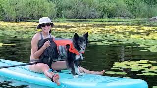 June 2023  Nico Mi Amigo Border Collie Rescue Dog [upl. by Seuguh209]