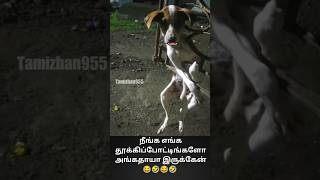 நீங்க எங்க தூக்கிப்போட்டிங்களோ அங்கதாயா இருக்கேன்  Funny Comedy Video  Tamizhan955 [upl. by Meares]