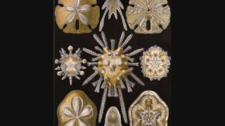 Ernst August Haeckel Art Forms in Nature [upl. by Findlay49]