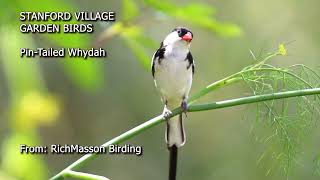 Stanford Village Birds Pintailed Whydah [upl. by Zadack128]