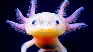 Der Axolotl oder Schwanzlurch [upl. by Notlok]