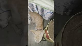 Lo aj fir agyi Choti Munu mujhse milnecuteanimalcute cat [upl. by Onfroi]