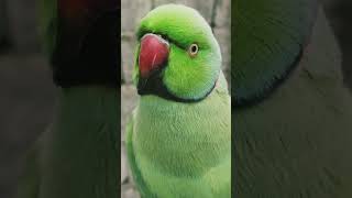 Talking parrots parrotsounds parrot greenparrotsound parrotsinging [upl. by Dwain]