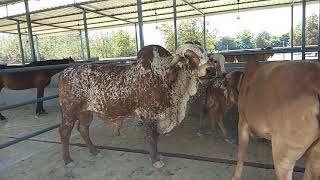 Indias best Gir cow bull TOKHAR Best gir bull in India Gir cow [upl. by Hakan]