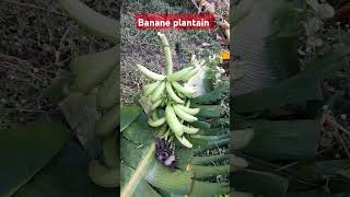 Banane plantain [upl. by Lonne]