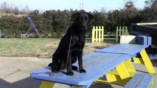 Training Your Labrador Retriever Puppy Part Five [upl. by Scever]