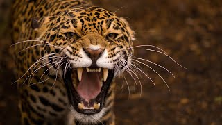 Leopard Documentary  Big Cats Wildlife HD [upl. by Airebma443]