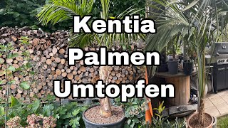 XXL Kentia Palmen Umtopfen [upl. by Anila210]