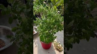 Tulsi Plant Care  Holy Basil  तुलसी को घाना कैसे बनाये shorts ytshorts plants gardening [upl. by Nolad687]