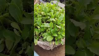 Roof gardening roofgarden vegetables nature naturalattractions [upl. by Jenilee]