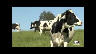 Vídeo proceso de producción de la leche [upl. by Aitam]