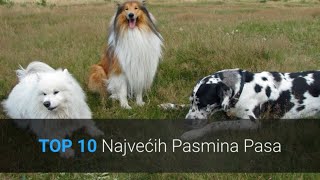 Najveći Psi Na Svijetu  Top 10 Najvećih Pasmina Pasa [upl. by Elihu]