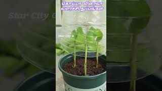 aloe vera and guava quick growth techniques shorts [upl. by Eladnar]