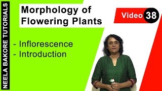 Morphology of Flowering Plants  NEET  Inflorescence  Introduction  Neela Bakore Tutorials [upl. by Agripina]