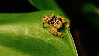 Phidippus otiosus orange [upl. by Harris296]