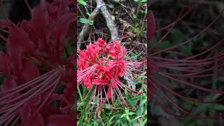 Red Spider lilyLycoris radiata [upl. by Ymmac]