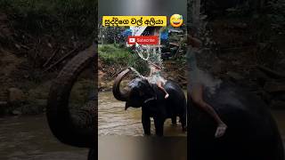 Bad elephant  සුද්දිගෙ වල් අලියා trending shorts adventure travel elephant shortvideo pets [upl. by Meek61]