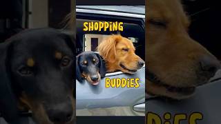 Shopping Buddies princessdog goldenretrieverlife streetdogs petlovers funnydogvideos doglove [upl. by Ativel]