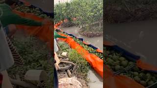 Unique Method to Harvest and Transport Fruits satisfying RomFarm [upl. by Lindi]