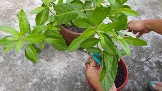 How to plant Gynura Procumbens Longevity Spinach from cuttings  Gynura Procumbens in pots [upl. by Asyram]