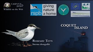 Coquet Island 2 Roseate Tern🌙060823 [upl. by Dena]