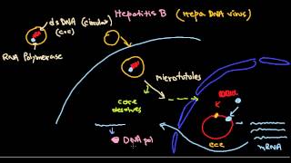 Hepatitis B virus life cycle [upl. by Milks]