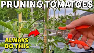 Prune ALL Of Your Tomato Plants Like This RIGHT NOW [upl. by Cohbert]