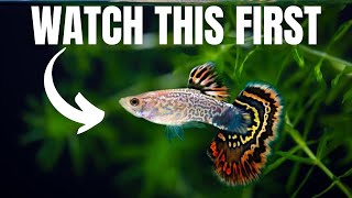 Proven Strategies to Keep and Breed 1000s of Guppies [upl. by Formenti489]