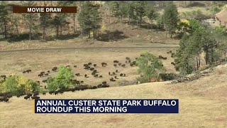 Annual Custer State Park Buffalo Roundup [upl. by Isherwood440]