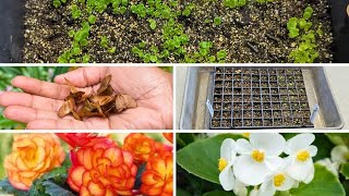 How to Grow Wax Begonias From Seed [upl. by Zippora970]