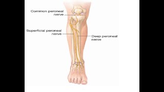 Two Minutes of Anatomy Deep Peroneal Nerve [upl. by Pincus]