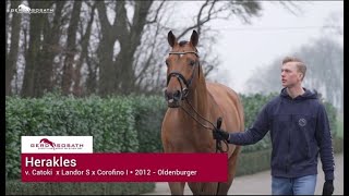 Herakles 2012 by Catoki x Landor S  Sosath Stallion Show 2022 [upl. by Clea]