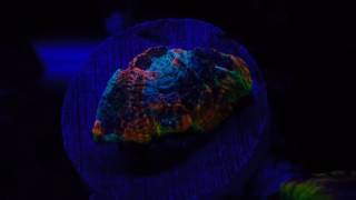 Rainbow acan echinata [upl. by Neva]