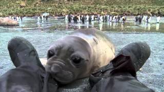 Curious Baby Seal Approaches Cameraman [upl. by Nrevel672]