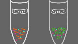 Key Steps of Molecular Cloning [upl. by Philander985]