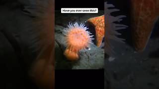 How🤔 Swimming Sea Anemone Runs Away From A Starfish😳🥀 animals fish [upl. by Bael488]