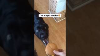 The Burger Inhaler 🐶🤣 [upl. by Ducan]