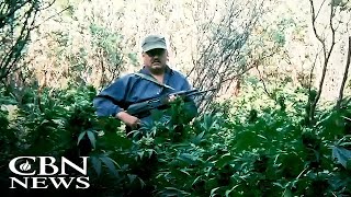 Drug Cartels Trafficking Migrants to CA for Modern Day Slavery on Black Market Marijuana Farms [upl. by Unhsiv]