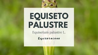 PIANTE TOSSICHE EQUISETO PALUSTRE  Marsh horsetail [upl. by Devonne]