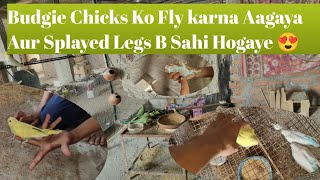 Budgie Chicks Ko Fly Karna Aagaya Aur Splayed Legs B Sahi Hogaye😍 [upl. by Yrreb665]