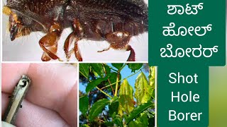 Shot Hole Borer  ಕಾಫಿ ಗಿಡದಲ್ಲಿ ರೆಕ್ಕೆ ಬೋರರ್ ನಿಯಂತ್ರಣ  Coffee shot hole borer [upl. by Cj]