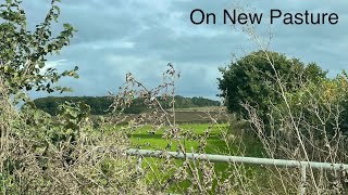 Metal Detecting UK  On A New Pasture Field [upl. by Inesita311]