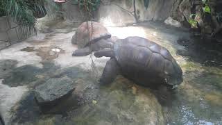 Seychellen Riesenschildkröte Aldabrachelys gigantea Wasser Zoo Schönbrunn – FZ82 Superzoom [upl. by Odlanra163]