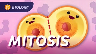 Mitosis amp the Cell Cycle How Cells Clone Themselves Crash Course Biology 29 [upl. by Der]