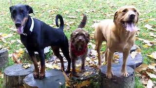 Wallace Labrador Cee Labradoodle Hally Lurcher amp Kenya DobermanDogtrainersUK [upl. by Olds]